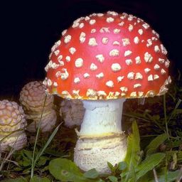 amanitamuscaria