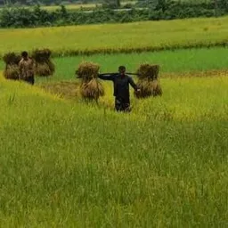 amibangali