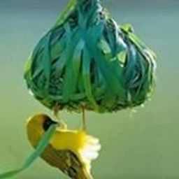 amirhossain