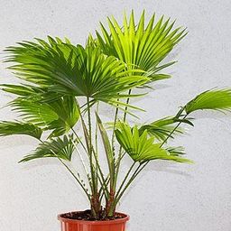 anahaw