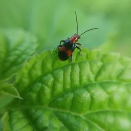 arulbloger