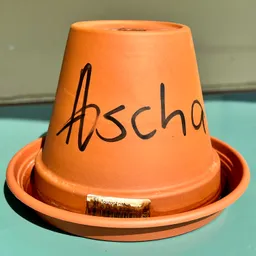 ascha