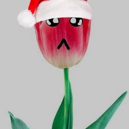 asnortedtulip