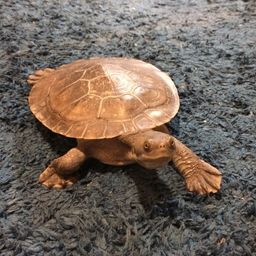 aturtlewithwings