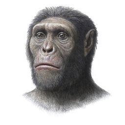 austropopithecus
