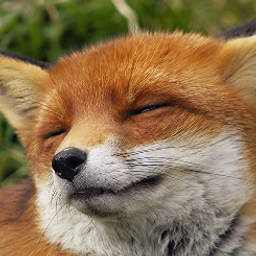 awesonimals