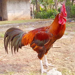 ayam