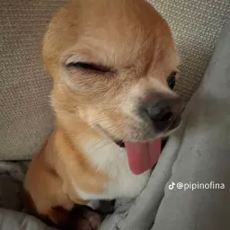 bambibee001