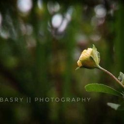 basry