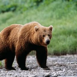 bearbearbear