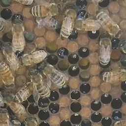 beehive