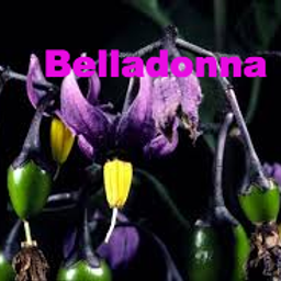 belladonna