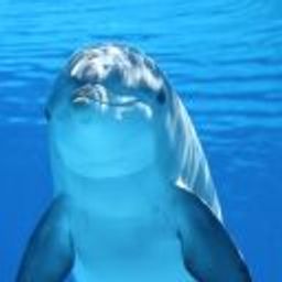 bigfatfish