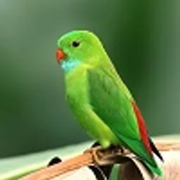 bintangstar12