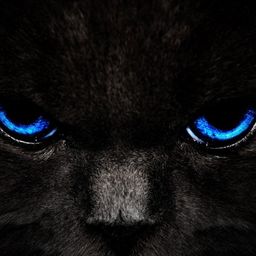 black54