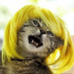blondshavefun