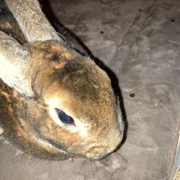 bunnylady