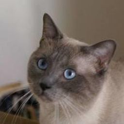 capucine