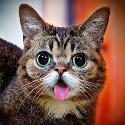 cateyes