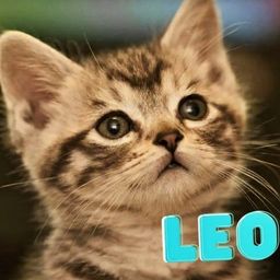 catnamedleo