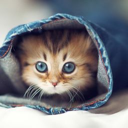 cats123