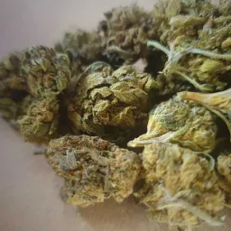 cbd4hive