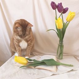 chatte.uza
