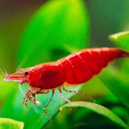 cherryshrimp