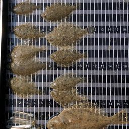 coastalfish