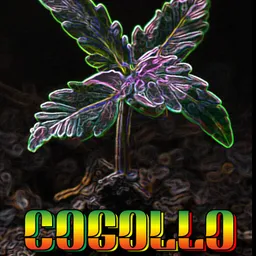 cogollo
