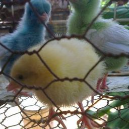 colorfulchickens