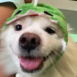 cooperpilgrim