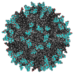 coroneum