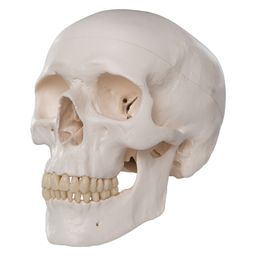 craniumgames