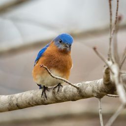 cryptobluebird