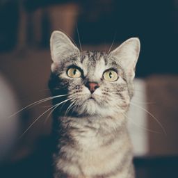 cryptocatpro