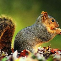 cute-animals