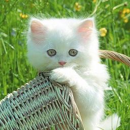 cuteanimals