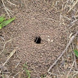 cyepistaxis