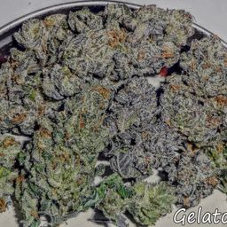 dankincolorado