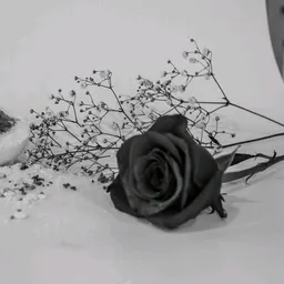 dark-rose