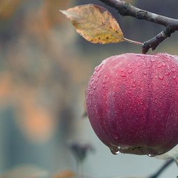 dfruit
