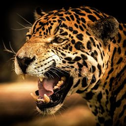 dirtycheetah