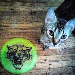 discgolfdyes