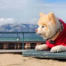 dogsofsteem