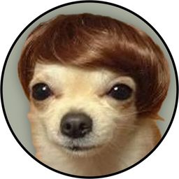 dogwifhair