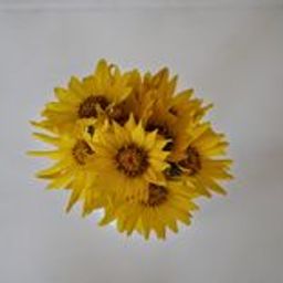 donofros