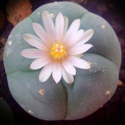 donpeyote