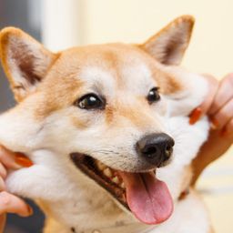 dugal