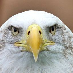 eagle1
